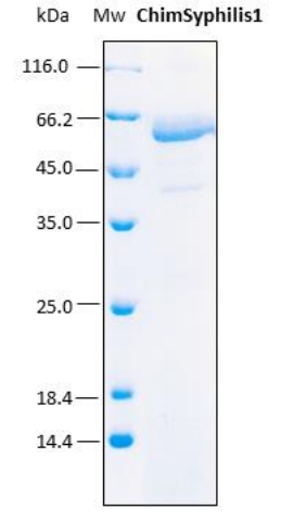 SDS-PAGE analysis (15%) of 5 μL of recombinant Chimsyphilis1. Purity is > 95% as determined by gel electrophoresis.